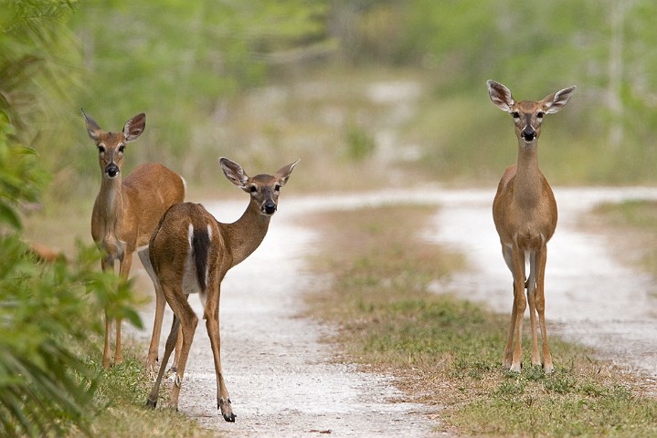 Weisswedelhirsch Odocoileus virginianus White-tailed Deer